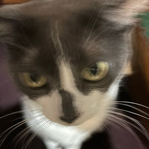 Meet your Posher, Xaida